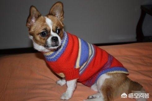 狗狗毛衣编织方法？