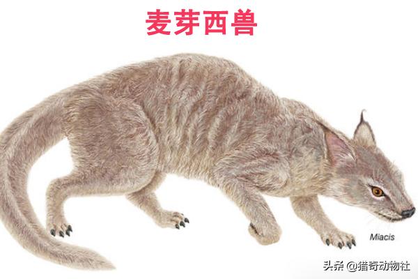 狐狸是猫科还是犬科？请大家回答咯？