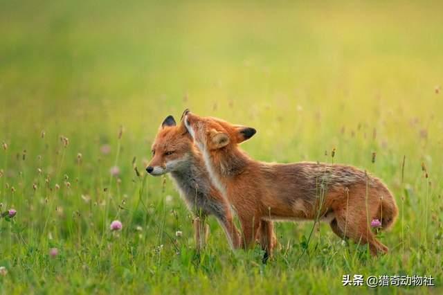 狐狸是猫科还是犬科？请大家回答咯？