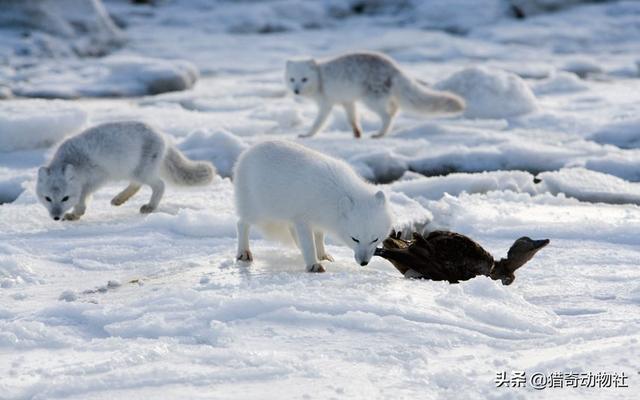 北极狐的繁殖能力有多强？