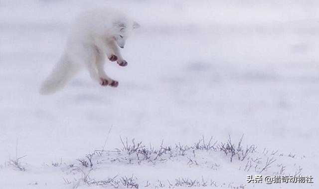 北极狐的繁殖能力有多强？