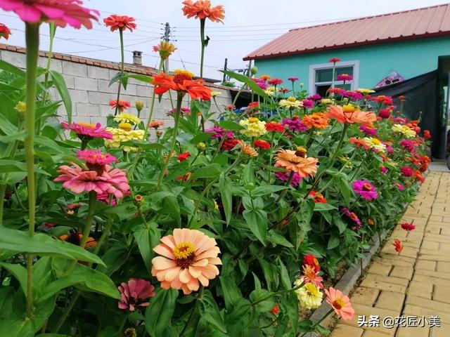 在农村庭院种什么花草可以令庭院增添色彩？