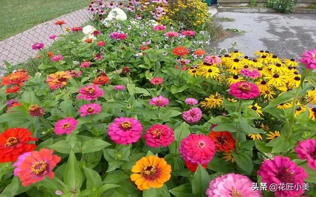 在农村庭院种什么花草可以令庭院增添色彩？