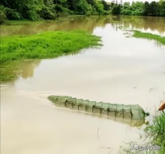 怎样在河边捕捞野虾，需要什么诱料？虾子才会进虾笼里面？