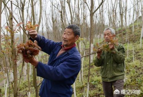 香椿怎么种植？