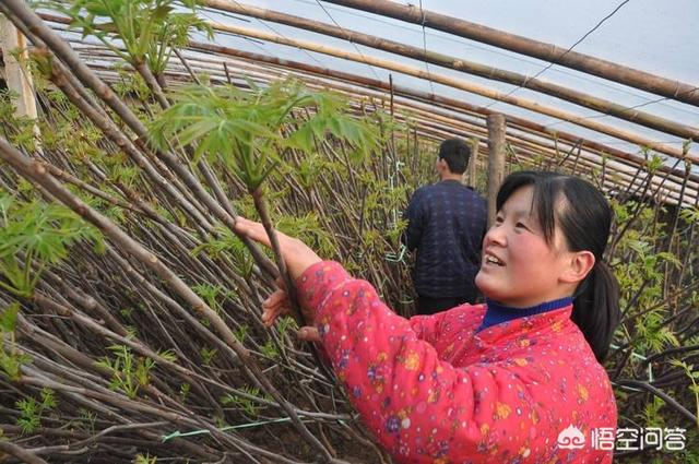 香椿怎么种植？