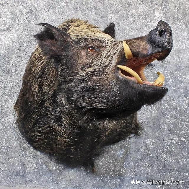 农村常见的野猪的大牙有什么用吗？