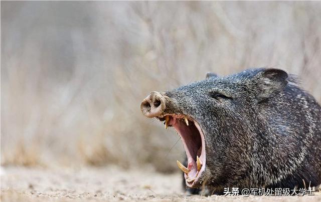 农村常见的野猪的大牙有什么用吗？
