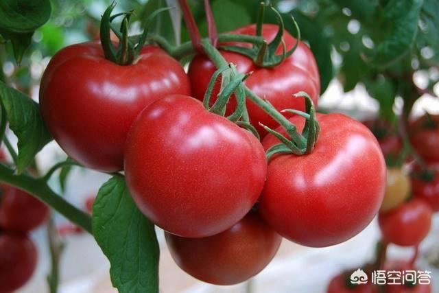 大棚种植蔬菜，常出现黄瓜流胶、西红柿裂果等现象，是什么原因造成的？