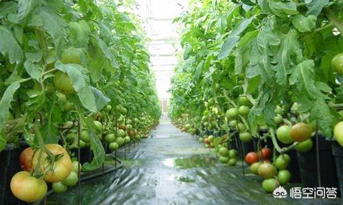 大棚种植蔬菜，常出现黄瓜流胶、西红柿裂果等现象，是什么原因造成的？