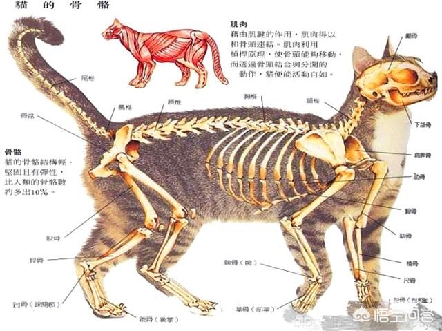 如果猫的体积和老虎一样大，猫能秒杀老虎吗？