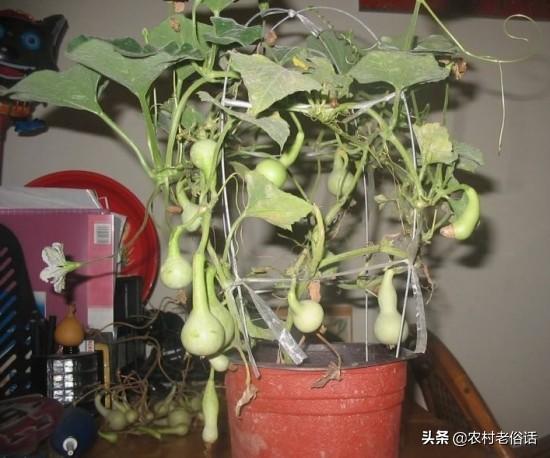 盆栽的小葫芦苗，为什么老叶一直发黄？