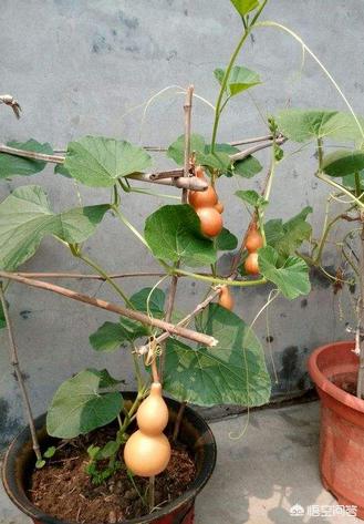 种植葫芦可以盆栽吗？