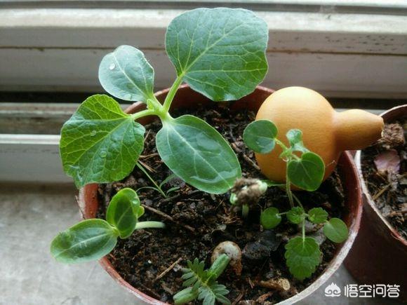 种植葫芦可以盆栽吗？