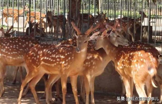 养殖20头梅花鹿，大概一年挣多少钱？