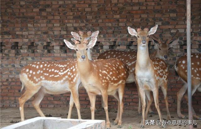 养殖20头梅花鹿，大概一年挣多少钱？