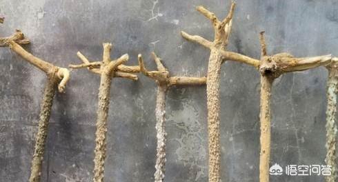 花椒树木材可以做什么？