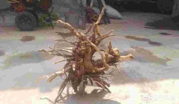 花椒树木材可以做什么？