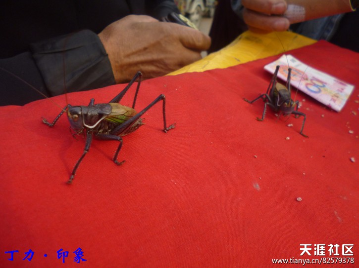 虫虫罐罐逗你玩·天津·千里堤·2013·10·21