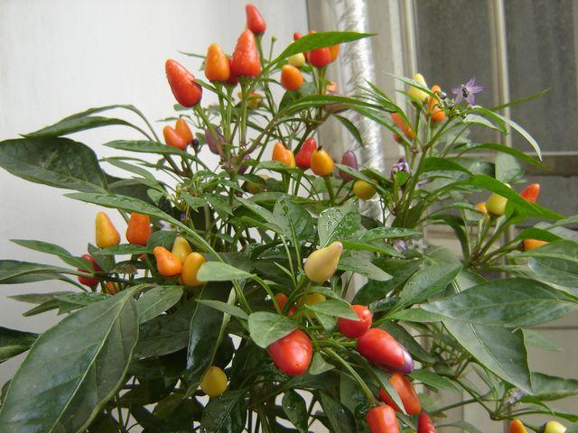 七彩椒怎么种植？
