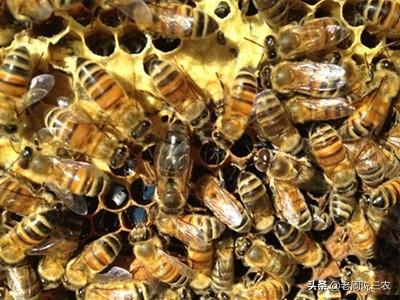 蜜蜂的病害和敌害怎样防治？