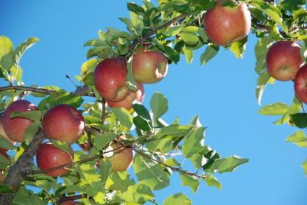 苹果树干上有哪些病害？