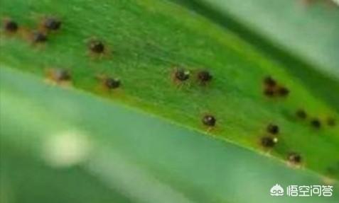 红蜘蛛对玉米有什么危害，该如何防治？