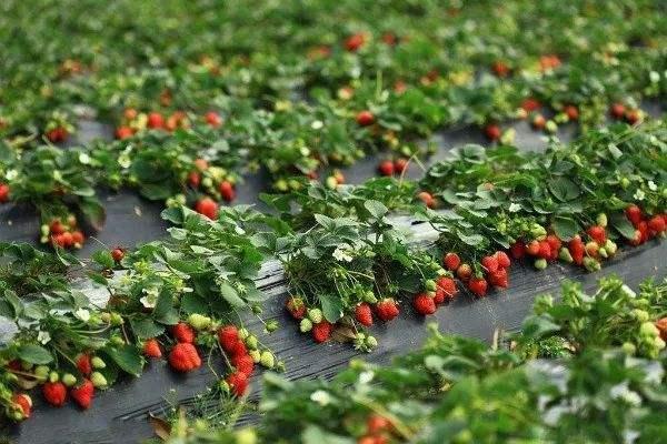 草莓是什么农作物？