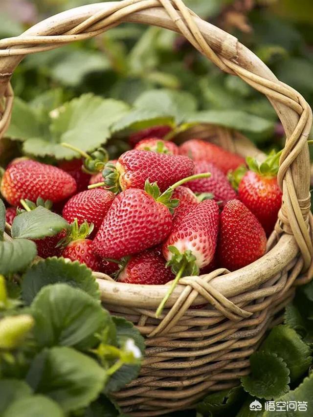 国内有哪些比较出名的草莓品种，现在种植的比较多的品种是什么？