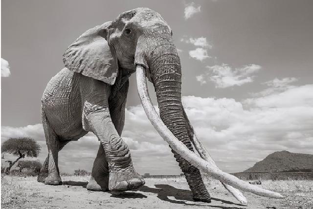 象牙为什么不能从老死的大象身上取？