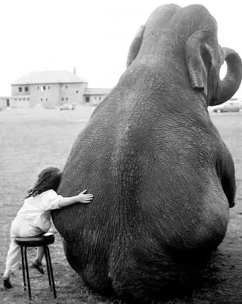 象牙为什么不能从老死的大象身上取？